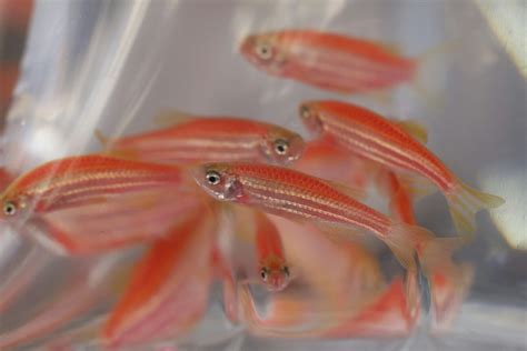 紅色觀賞魚|【新手養魚點揀好】金魚街老闆介紹 5種易養淡水觀賞魚